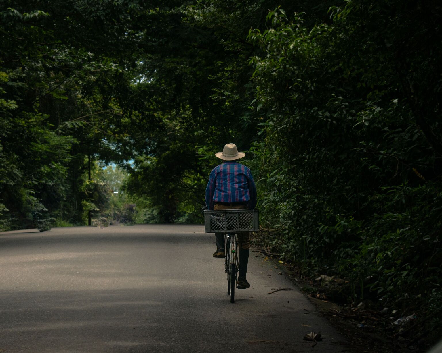 Older man in a straw hat cycling along a shaded road under a green tree tunnel